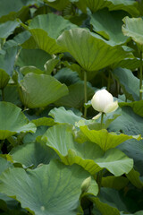 White Lotus