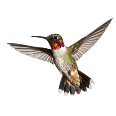 Obraz premium Transparent PNG available Black-chinned Hummingbird (Archilochus alexandri) Photo, in Flight on a Transparent Background