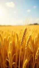 Golden barley field ready for harvest, sunlit stalks bending under the weight of ripe grain A picturesque scene of rural agriculture and abundant harvest , sunlight, sustainable agriculture