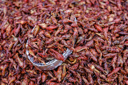 Ocotlan de Morelos, Mexico - February 28, 2025: Chapulines or grasshopper stand at the Ocotlan de Morelos market in Oaxaca, Mexico.