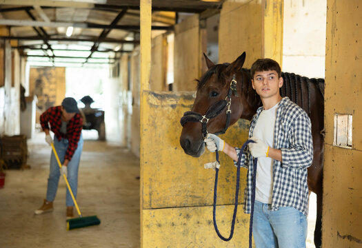 Young stable worker leads horse out of its stall by the bridle