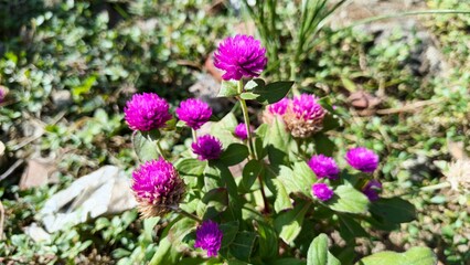 Fototapeta premium purple flowers in the garden