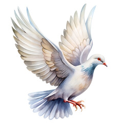 Watercolor Dove with Open Tail on White Background