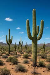 Tall cactus plants in bright sunny desert landscape