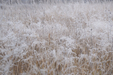 The winter background is dry frozen grass in the morning hoarfrost in cloudy weather
