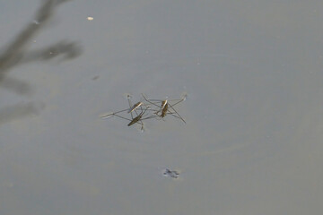 Water skaters swim and rest on the surface of the water