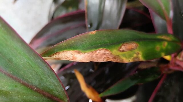 Plant leaves affected by leaf blight. This disease is caused by a water fungus infection known as Phytophthora colocasiae.