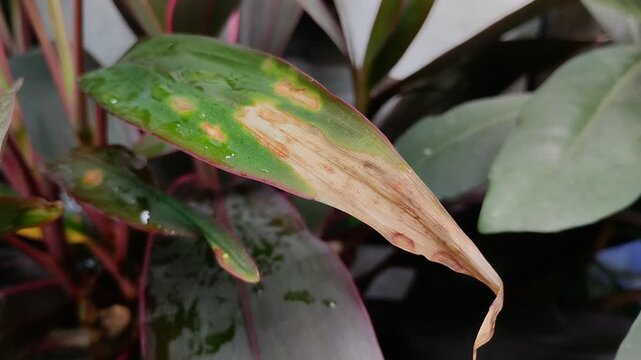 Plant leaves affected by leaf blight. This disease is caused by a water fungus infection known as Phytophthora colocasiae.
