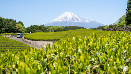 Scenic view of vibrant green tea plantations with Japan iconic Mount Fuji standing majestically in the background under clear blue sky.
