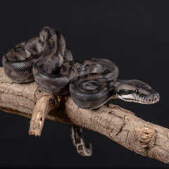 Naklejka premium Serpentine Beauty: A Collection of Normal and Artistic Snake Imagery 