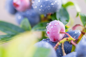 Closeup of fresh unripe blueberry fruit in the morning dew