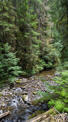 Fototapeta premium River flowing over a rocky riverbed through the middle of a pine woodland, surrounded by massive fir trees on a clear day. 