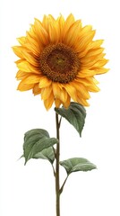 Naklejka premium Bright and Vibrant Sunflower Blooming with Lush Green Leaves