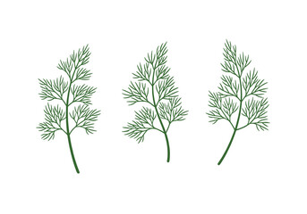 Delicate green dill sprigs with intricate feathery foliage displayed against a clean white background creating an artistic botanical illustration