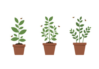 Obraz premium Illustrating the growth cycle of plants in pots with small flying insects visiting them over time
