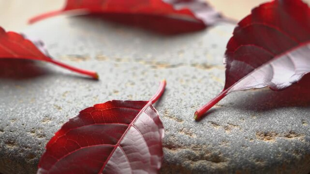 Close-up of three red leaves on grey stone, nature and autumn concept, minimal style.