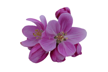 Close-up of delicate, clustered, pink apple blossoms