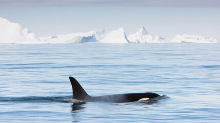 Naklejka premium Premium Authentic Orca Swimming in Arctic Ocean Near Icebergs Inspiring Wildlife Content for Modern Environmental Marketing and Social Media Campaigns
