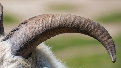 Fototapeta premium Majestic Horn of a Mountain Goat Captured in Detailed Close-Up During Bright Daylight