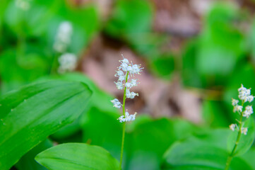 Canada Mayflower Wildflowers at Wisconsin Dells