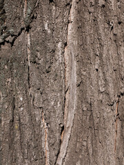 Natural wood bark texture close up