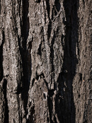 Natural wood bark texture close up