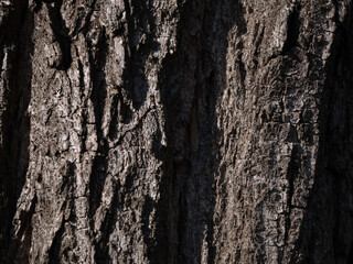 Natural wood bark texture close up