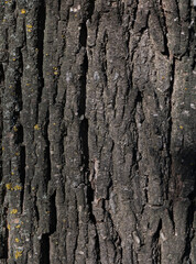 Natural wood bark texture close up