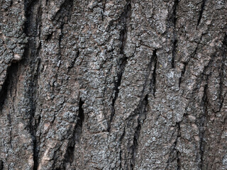 Natural wood bark texture close up