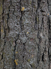 Natural wood bark texture close up