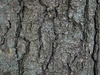 Natural wood bark texture close up