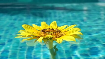 Sunflower in swimming pool - Powered by Adobe