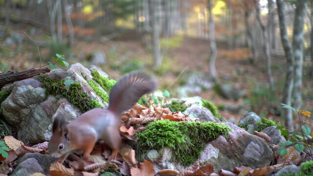 Autumn Woodland Squirrel: Foraging on Mossy Rocks