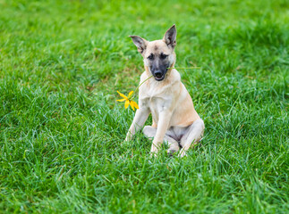 cute puppy sitting on green grass on a summer day with a yellow flower in his mouth