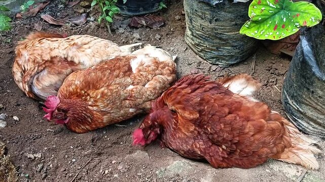Three hens enjoy a dust bath in the dirt, feathers ruffled and relaxed.