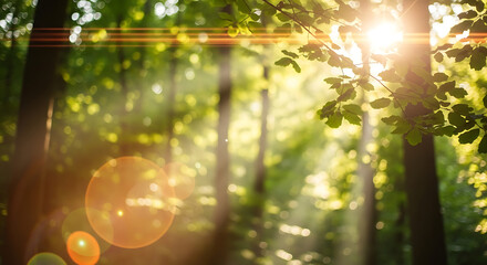 Sunlit Forest Canopy A Nature Scene with Sun Rays Filtering Through Leaves