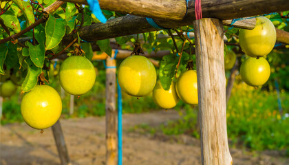 Ripe yellow passion fruits hanging on trellis in bright sunlight