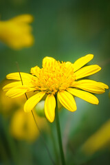 yellow flower macro