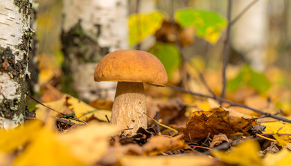 Fototapeta premium Single boletus mushroom surrounded by golden autumn leaves in forest