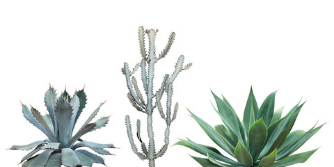 Set of Agave, Cactus, Desert Plants Isolated on White Background with Clipping Path