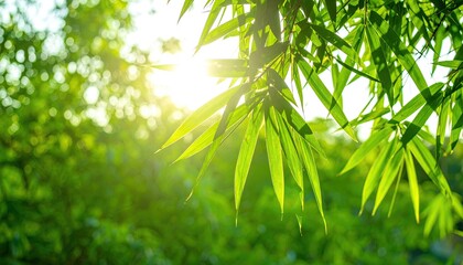Obraz premium Lush bamboo leaves bathed in sunlight