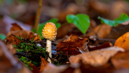 Single mushroom with spotted cap growing on forest floor in natural setting