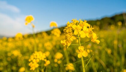Yellow Flowers Field Sunny Day