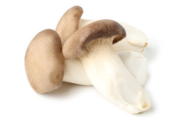 Eringi mushroom or King Oyster mushroom. isolated on white background.