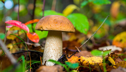 Fototapeta premium Single porcini mushroom in forest with autumn leaves natural food ingredient