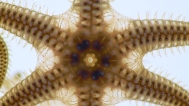 Microscopic Image Of A Brittle Starfish On A White Background Detailed