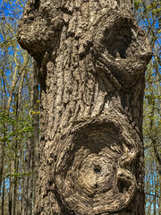 Obraz premium 712-86 Face in a Tree