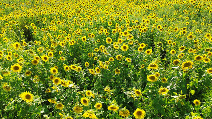 Lush green field covered with fully blooming yellow sunflowers