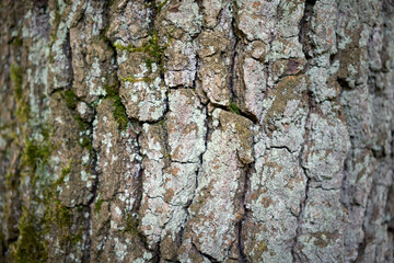Rough tree bark closeup in natural sunlight