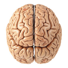 Human Brain Anatomy Isolated PNG, Transparent Background